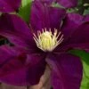 Warsaw Nike Clematis - 1 Gallon Pot -Best Plant Shop clematis warsaw nike 15