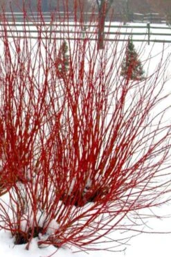 Ivory Halo Tatarian Dogwood (Cornus Alba) - 1 Gallon Pot 15 Ivory Halo Tatarian Dogwood (Cornus Alba) - 1 Gallon Pot -Best Plant Shop cornus alba ivory halo tatarian dogwood 11