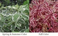 Ivory Halo Tatarian Dogwood (Cornus Alba) - 1 Gallon Pot 18 Ivory Halo Tatarian Dogwood (Cornus Alba) - 1 Gallon Pot -Best Plant Shop cornus alba ivory halo tatarian dogwood 12