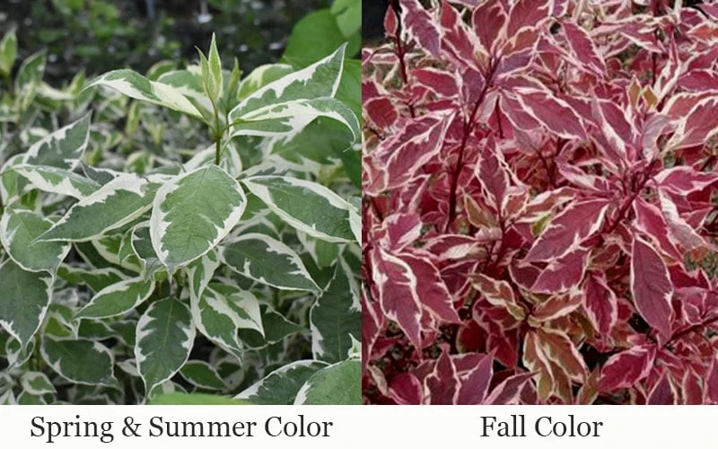 Ivory Halo Tatarian Dogwood (Cornus Alba) - 1 Gallon Pot 9 Ivory Halo Tatarian Dogwood (Cornus Alba) - 1 Gallon Pot - Image 7