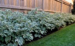 Ivory Halo Tatarian Dogwood (Cornus Alba) - 1 Gallon Pot 19 Ivory Halo Tatarian Dogwood (Cornus Alba) - 1 Gallon Pot -Best Plant Shop cornus alba ivory halo tatarian dogwood 4