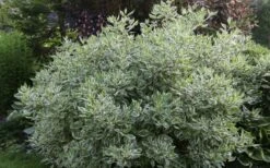 Ivory Halo Tatarian Dogwood (Cornus Alba) - 1 Gallon Pot 14 Ivory Halo Tatarian Dogwood (Cornus Alba) - 1 Gallon Pot -Best Plant Shop cornus alba ivory halo tatarian dogwood 5