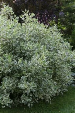Ivory Halo Tatarian Dogwood (Cornus Alba) - 1 Gallon Pot 20 Ivory Halo Tatarian Dogwood (Cornus Alba) - 1 Gallon Pot -Best Plant Shop cornus alba ivory halo tatarian dogwood 6