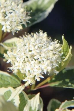 Ivory Halo Tatarian Dogwood (Cornus Alba) - 1 Gallon Pot 16 Ivory Halo Tatarian Dogwood (Cornus Alba) - 1 Gallon Pot -Best Plant Shop cornus alba ivory halo tatarian dogwood 7