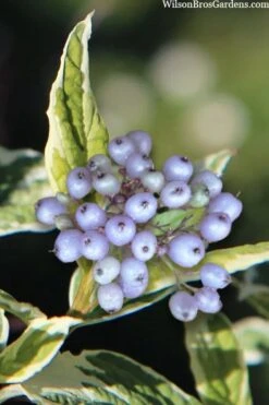 Ivory Halo Tatarian Dogwood (Cornus Alba) - 1 Gallon Pot 17 Ivory Halo Tatarian Dogwood (Cornus Alba) - 1 Gallon Pot -Best Plant Shop cornus alba ivory halo tatarian dogwood 8