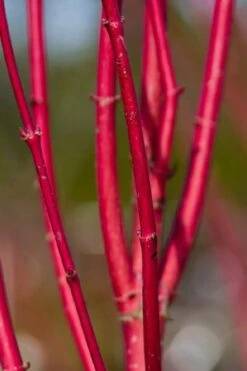 Ivory Halo Tatarian Dogwood (Cornus Alba) - 1 Gallon Pot 21 Ivory Halo Tatarian Dogwood (Cornus Alba) - 1 Gallon Pot -Best Plant Shop cornus alba ivory halo tatarian dogwood 9