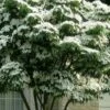 White Kousa Chinese Dogwood (Multi-Trunk) - 7 Gallon Pot (3-4') 2 White Kousa Chinese Dogwood (Multi-Trunk) - 7 Gallon Pot (3-4') -Best Plant Shop cornus kousa multi trunk white chinese dogwood tree 1