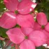 Pink Chinese Dogwood - Cornus Kousa 'Satomi' - 2 Gallon Pot -Best Plant Shop cornus kousa satomi pink dogwood 21