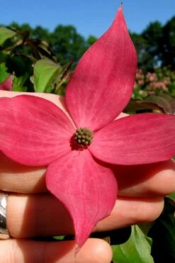 Scarlet Fire Dogwood (Cornus Kousa) - 1 Gallon Pot -Best Plant Shop cornus kousa scarlet fire dogwood tree 100