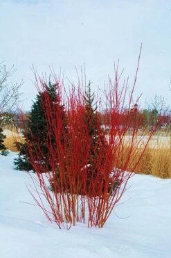Red Osier Red Twig Dogwood (Cornus Sericea) - 2 Gallon Pot -Best Plant Shop cornus sericera red osier dogwood 4