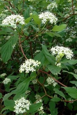 Red Osier Red Twig Dogwood (Cornus Sericea) - 2 Gallon Pot -Best Plant Shop cornus sericera red osier dogwood 5