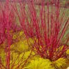 Red Osier Red Twig Dogwood (Cornus Sericea) - 2 Gallon Pot -Best Plant Shop cornus sericera red osier dogwood 6