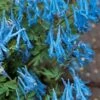 Hillier Porcelain Blue Corydalis - 1 Gallon Pot 1 Hillier Porcelain Blue Corydalis - 1 Gallon Pot -Best Plant Shop corydalis flexuosa porcelian blue 2