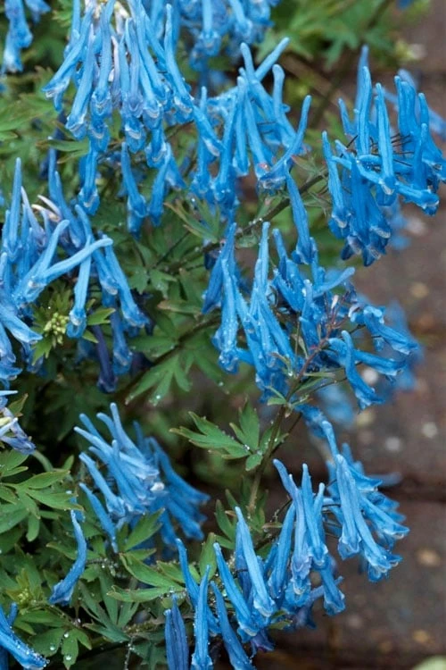 Hillier Porcelain Blue Corydalis - 1 Gallon Pot 3 Hillier Porcelain Blue Corydalis - 1 Gallon Pot