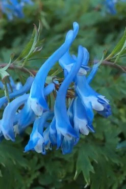 Hillier Porcelain Blue Corydalis - 1 Gallon Pot 11 Hillier Porcelain Blue Corydalis - 1 Gallon Pot -Best Plant Shop corydalis flexuosa porcelian blue 3