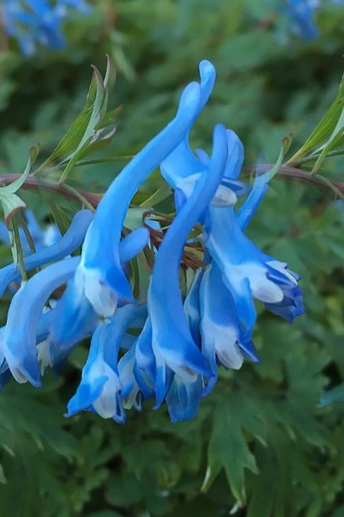 Hillier Porcelain Blue Corydalis - 1 Gallon Pot 7 Hillier Porcelain Blue Corydalis - 1 Gallon Pot - Image 5