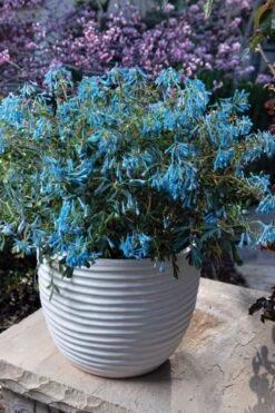 Hillier Porcelain Blue Corydalis - 1 Gallon Pot 10 Hillier Porcelain Blue Corydalis - 1 Gallon Pot -Best Plant Shop corydalis flexuosa porcelian blue 5