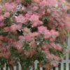 Grace Pink Flowering Smoke Tree - 5 Gallon Pot -Best Plant Shop cotinus coggygria grace smoke tree 11