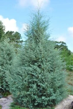 Carolina Sapphire Arizona Cypress - 7 Gallon Pot (3-4') -Best Plant Shop cupressus arizonica arizona carolina sapphire cypress 1