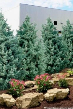Carolina Sapphire Arizona Cypress - 3 Gallon Pot
