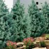 Carolina Sapphire Arizona Cypress - 7 Gallon Pot (3-4') -Best Plant Shop cupressus arizonica arizona carolina sapphire cypress 101