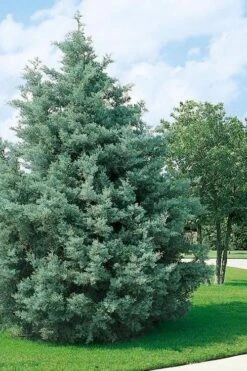 Carolina Sapphire Arizona Cypress - 7 Gallon Pot (3-4') -Best Plant Shop cupressus arizonica arizona carolina sapphire cypress 102