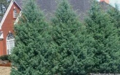 Carolina Sapphire Arizona Cypress - 3 Gallon Pot 14 Carolina Sapphire Arizona Cypress - 3 Gallon Pot -Best Plant Shop cupressus arizonica arizona carolina sapphire cypress 103 1