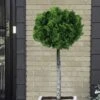 Dwarf Hinoki Cypress Topiary Tree (Standard) - Chamaecyparis Obtusa 'Nana Gracilis' - 1 Gallon Pot 1 Dwarf Hinoki Cypress Topiary Tree (Standard) - Chamaecyparis Obtusa 'Nana Gracilis' - 1 Gallon Pot -Best Plant Shop cypress dwarf hinoki stand topiary tree form 5