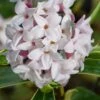 Splash Variegated Summer Daphne - 1 Gallon Pot 2 Splash Variegated Summer Daphne - 1 Gallon Pot -Best Plant Shop daphne splash variegated summer daphne 8