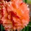 Super Trouper Orange Dianthus (Carnation) - 5 Pack Of Quart Pots 2 Super Trouper Orange Dianthus (Carnation) - 5 Pack Of Quart Pots -Best Plant Shop dianthus supertrouper orange 8