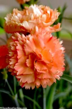 Super Trouper Orange Dianthus (Carnation) - 5 Pack Of Quart Pots -Best Plant Shop dianthus supertrouper orange 9