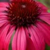 Sombrero Baja Burgundy Coneflower (Echinacea) - 1 Gallon Pot -Best Plant Shop echinacea sombrero baja burgundy coneflower 11