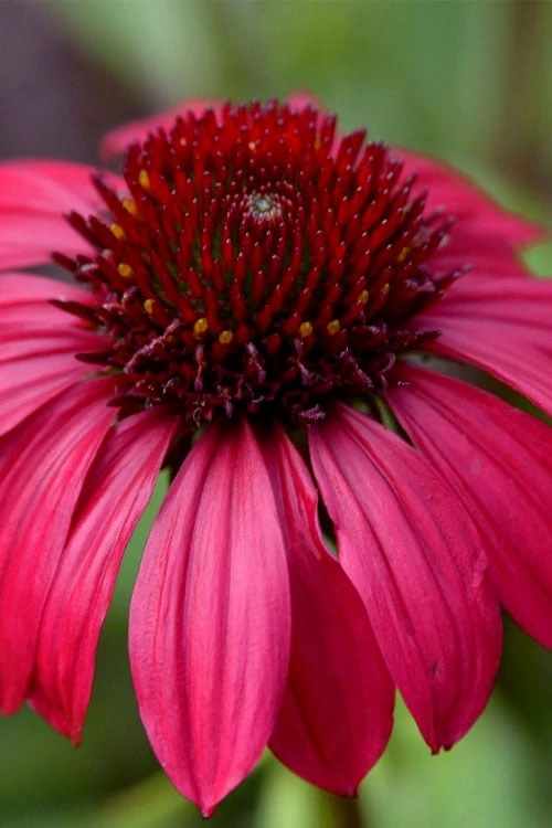 Sombrero Baja Burgundy Coneflower (Echinacea) - 1 Gallon Pot 3 Sombrero Baja Burgundy Coneflower (Echinacea) - 1 Gallon Pot