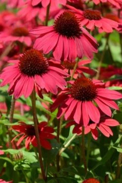 Sombrero Baja Burgundy Coneflower (Echinacea) - 1 Gallon Pot 11 Sombrero Baja Burgundy Coneflower (Echinacea) - 1 Gallon Pot -Best Plant Shop echinacea sombrero baja burgundy coneflower 12