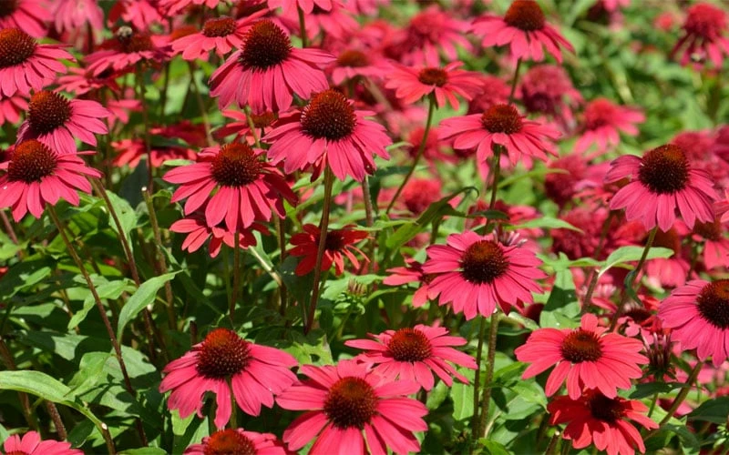 Sombrero Baja Burgundy Coneflower (Echinacea) - 1 Gallon Pot 6 Sombrero Baja Burgundy Coneflower (Echinacea) - 1 Gallon Pot - Image 4
