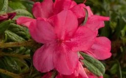 Autumn Jewel Encore Azalea - 1 Gallon Pot -Best Plant Shop encore azalea autumn jewel