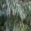 Angus Cold Hardy Eucalyptus Tree (Eucalyptus Nicholii) - 5 Gallon Pot -Best Plant Shop eucalyoptus nicholii angus 1 1