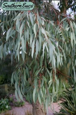 Angus Cold Hardy Eucalyptus Tree (Eucalyptus Nicholii) - Quart Pot -Best Plant Shop eucalyoptus nicholii angus 1 5