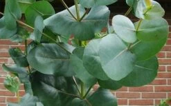 Big O Cold Hardy Eucalyptus Tree (Eucalyptus Neglecta) - 5 Gallon Pot (4-5') 16 Big O Cold Hardy Eucalyptus Tree (Eucalyptus Neglecta) - 5 Gallon Pot (4-5') -Best Plant Shop eucalyptus bigo leaves
