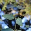Grace Cold Hardy Eucalyptus Tree (Eucalyptus Elliptica) - 3 Gallon Pot -Best Plant Shop eucalyptus elliptica grace 1