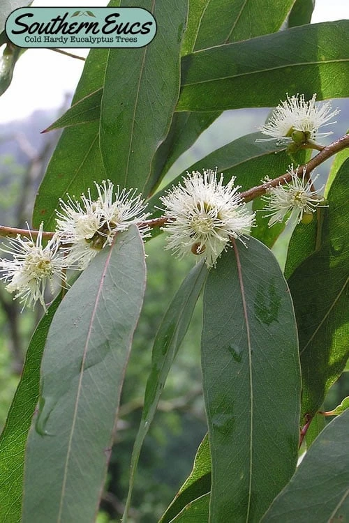 Jersey Girl Cold Hardy Eucalyptus Tree (Eucalyptus Macarthurii) - 1 Gallon Pot 3 Jersey Girl Cold Hardy Eucalyptus Tree (Eucalyptus Macarthurii) - 1 Gallon Pot