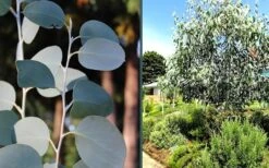 Mappa Tassie Cold Hardy Eucalyptus Tree (Eucalyptus Pauciflora) - 1 Gallon Pot -Best Plant Shop eucalyptus mappa tassie combo 2