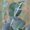 Big O Cold Hardy Eucalyptus Tree (Eucalyptus Neglecta) - Quart Pot 1 Big O Cold Hardy Eucalyptus Tree (Eucalyptus Neglecta) - Quart Pot -Best Plant Shop eucalyptus neglecta big 0 1 6