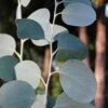 Mappa Tassie Cold Hardy Eucalyptus Tree (Eucalyptus Pauciflora) - 3 Quart Pot -Best Plant Shop eucalyptus pauciflora mappa tassie 1