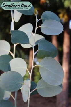 Mappa Tassie Cold Hardy Eucalyptus Tree (Eucalyptus Pauciflora) - 1 Gallon Pot