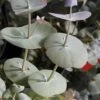 Luna Cold Hardy Eucalyptus Tree (Eucalyptus Perriniana) - 2 Gallon Pot -Best Plant Shop eucalyptus perreniana luna 1