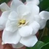 Fall In Love Cold Hardy Gardenia - 1 Gallon Pot -Best Plant Shop gardenia Fall In Love WB 500x750 1
