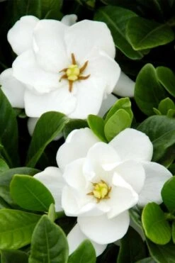 Buttons Gardenia - 6 Pack Of 1 Gallon Pots -Best Plant Shop gardenia buttons 1 1