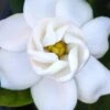 Buttons Gardenia - 6 Pack Of 1 Gallon Pots 1 Buttons Gardenia - 6 Pack Of 1 Gallon Pots -Best Plant Shop gardenia buttons 2 1