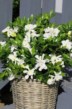 Celestial Star Gardenia - 1 Gallon Pot -Best Plant Shop gardenia celestial star 3